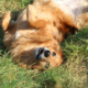 Hund Happy