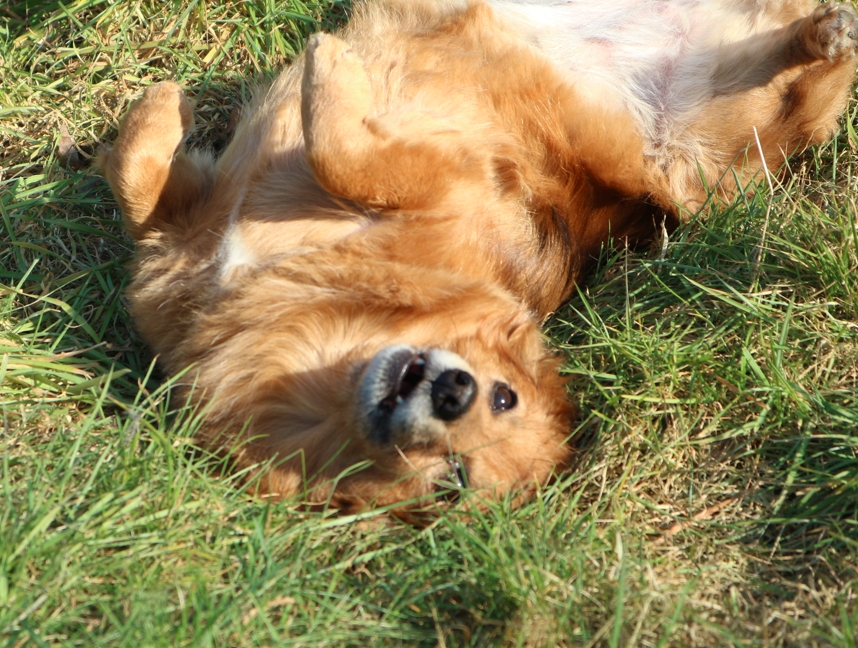 Hund Happy