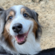 Hund Tobi