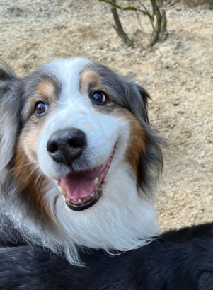 Hund Tobi