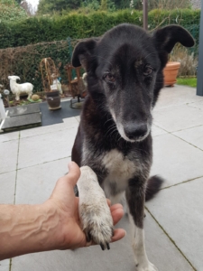 Hund Akida
