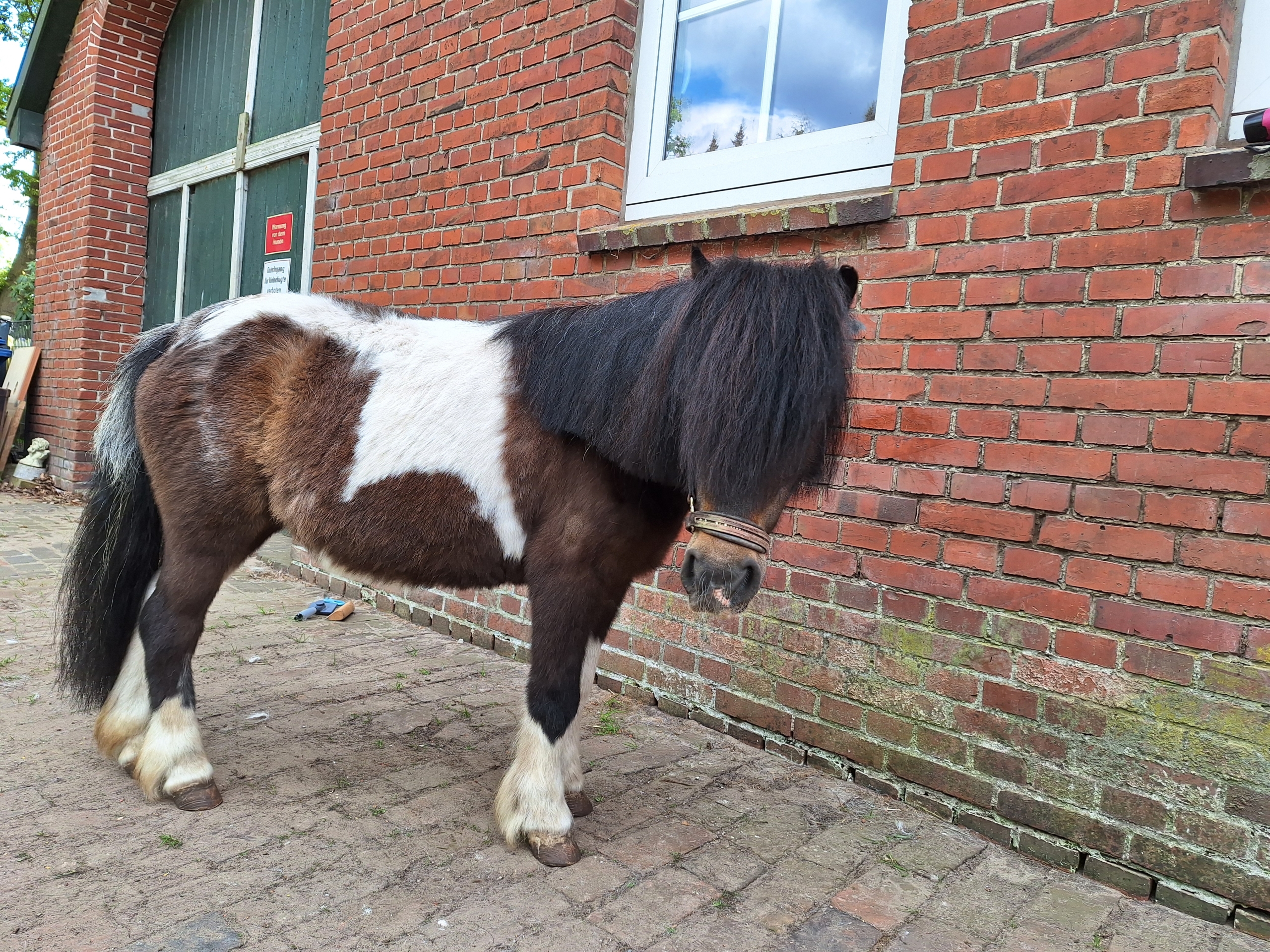 Pony Penny