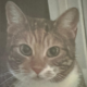 Katze Habibi