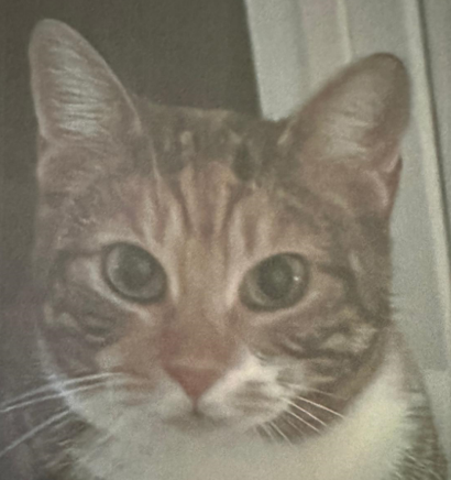 Katze Habibi