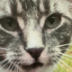 Kater Max