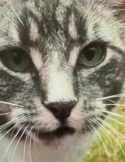 Kater Max