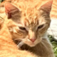 Kater Taffy