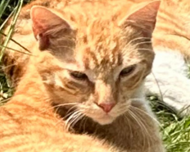 Kater Taffy