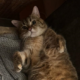 Katze Bella