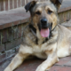 Hund Camello