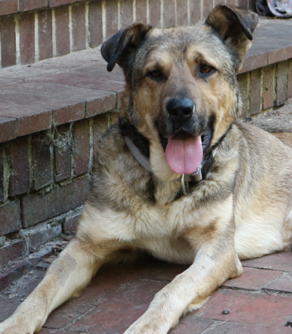 Hund Camello