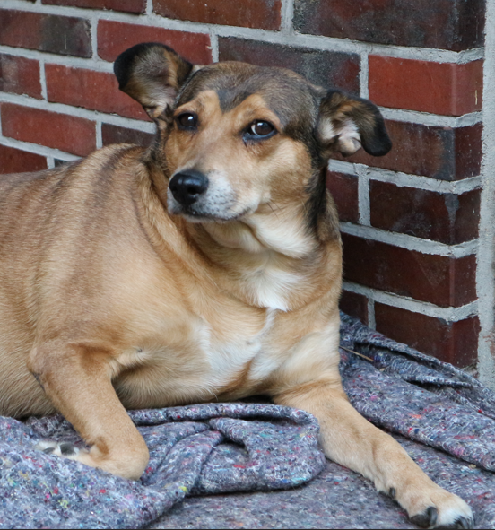 Hund Jessy