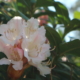 Frühblühende Rhododendron