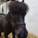 Pony Tuffel